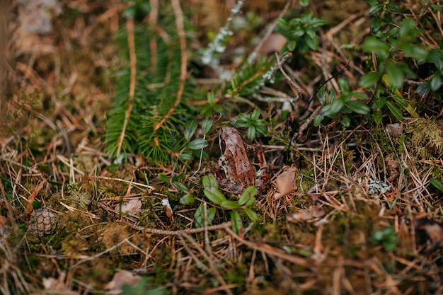 Wilde Waldflora und -fauna. Grüne Pflanzen und brauner Frosch im Wald.