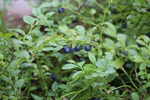 Wilde Waldheidelbeere in der Makrofotografie. Frische saftige Heidelbeeren auf einem Busch mit bunten Blättern. Herbst natürlicher Hintergrund in den Farben Rot, Orange und Grün