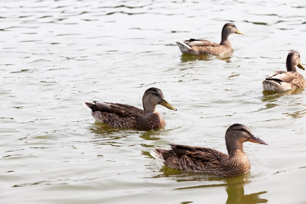Wilde Wasservögel auf dem Territorium der Seen, Enten in der natürlichen Umgebung, Wildenten während der Erholung und der Jagd
