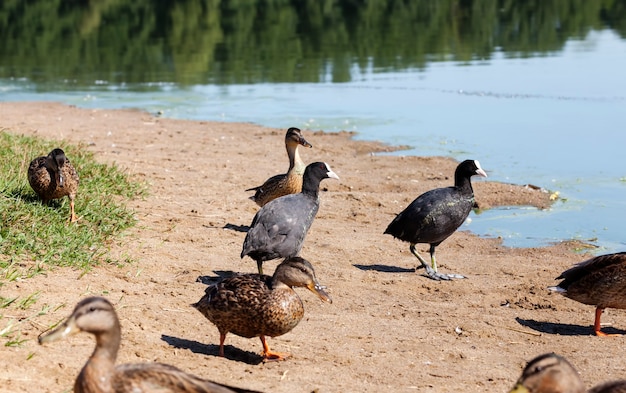 wilde Wasservogelenten