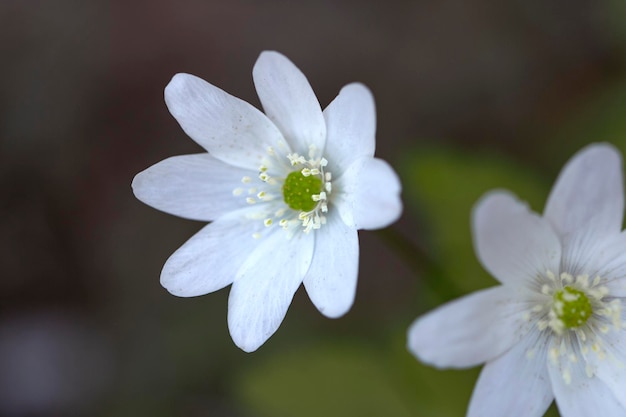 Foto wilde weiße anemonen blühen im frühling im wald