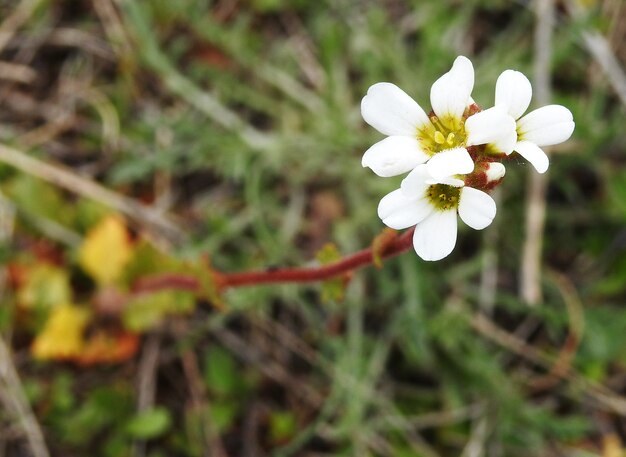 Wilde weiße Blume