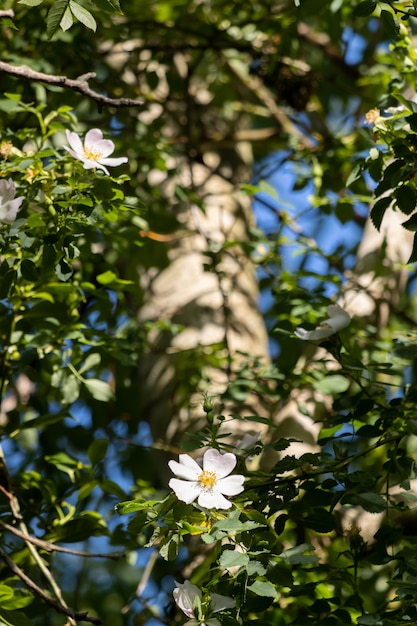 Wilde weiße Hundsrose (Rosa Canina) wächst hoch oben in einem Baum