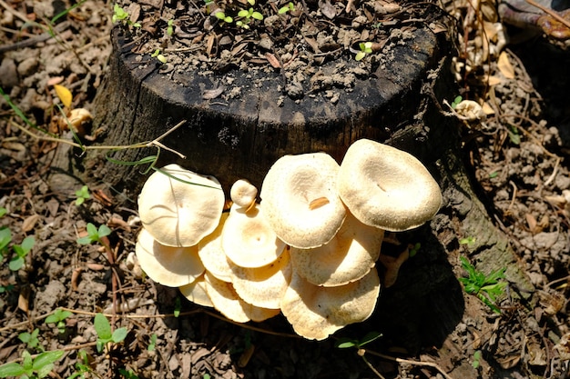 Wilde weiße Pilze, die auf gefällten Baumstämmen wachsen. Jamur Lügner. wilder Pilz im Wald.