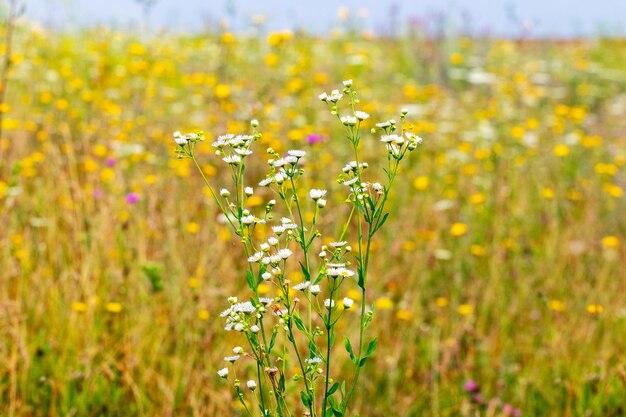 Wilde weiße und gelbe Blumen auf dem Gebiet