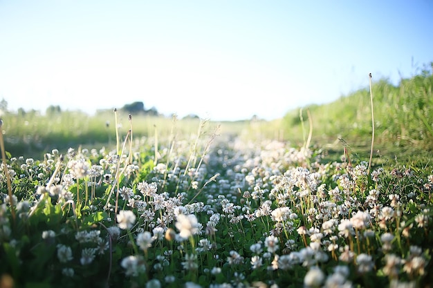 wilde Wildblumen Feld / Natur Landschaft, abstrakte Hintergrundansicht Sommerblumen Details Blume