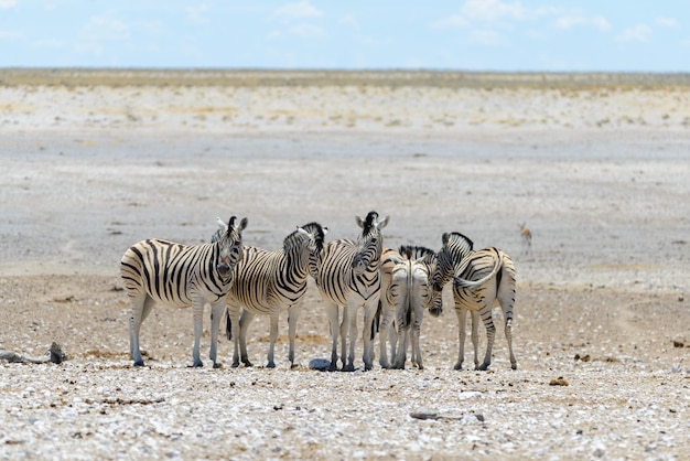 Wilde Zebras, die in der afrikanischen Savanne gehen