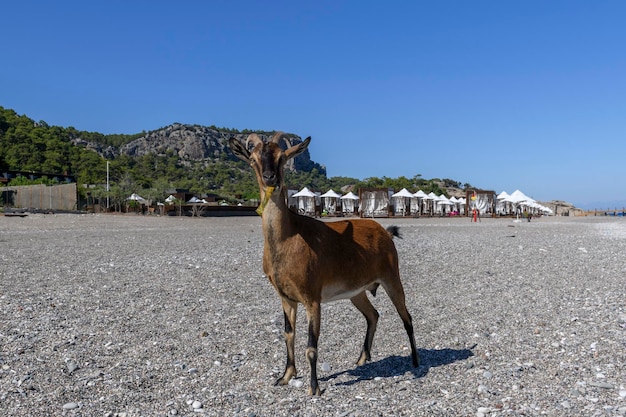 Wilde Ziege am Strand Sommertag