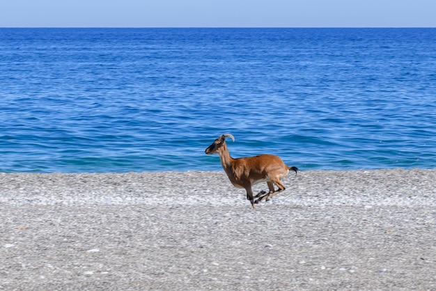 Wilde Ziege am Strand Sommertag