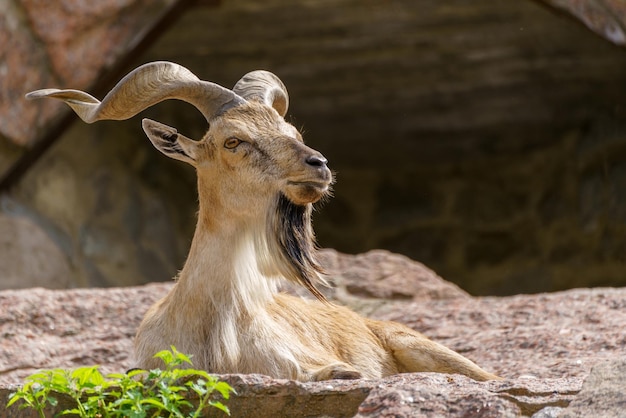 Wilde Ziege auf dem Felsen Pflanzenfresser in der Natur