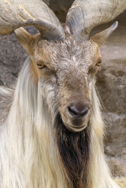 Wilde Ziege auf dem Felsen Pflanzenfresser in der Natur