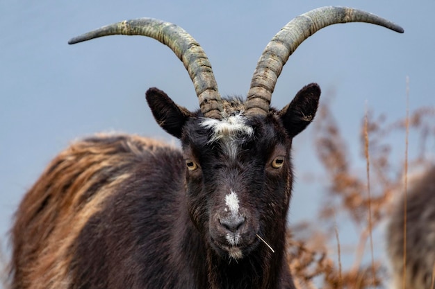 Wilde Ziege Highlands von Schottland