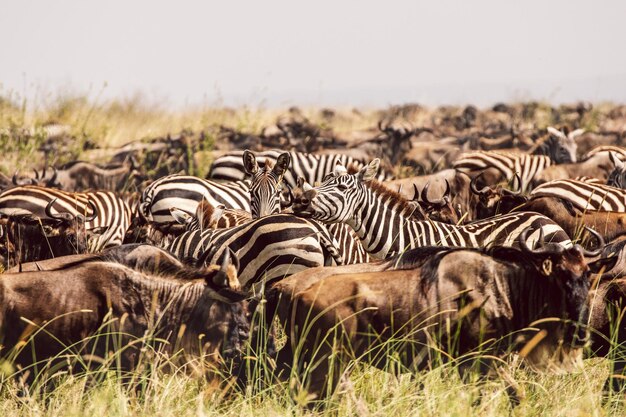 Foto wildebeest und zebras auf einem feld