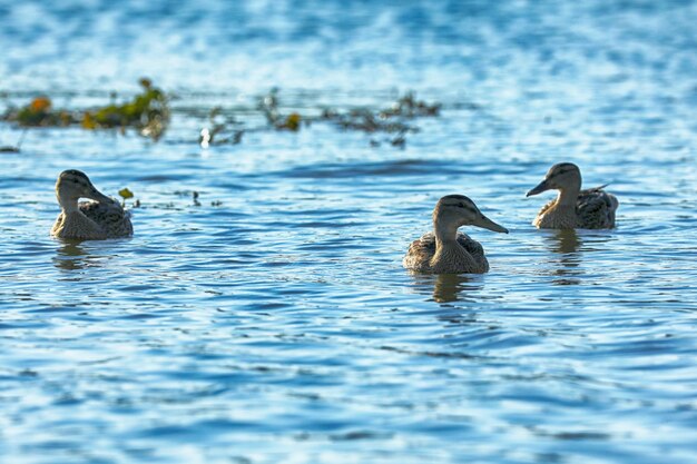 Wildente am Fluss im Sommer Wildtiere