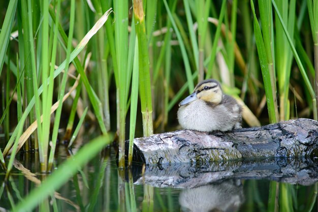 Wildente auf Baumstamm auf dem Teich, wilder Vogel sitzt auf Holz in der Nähe von Stöcken