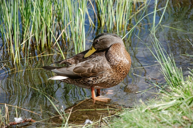 Wildente in ihrer natürlichen Umgebung am Teich