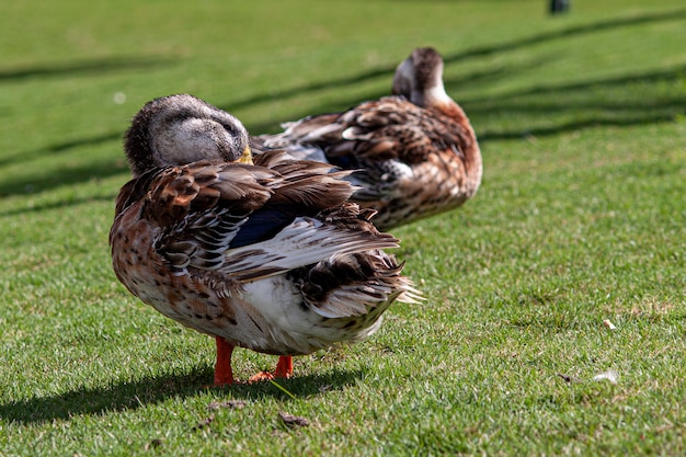 Foto wildente in ihrer natürlichen umgebung tagsüber