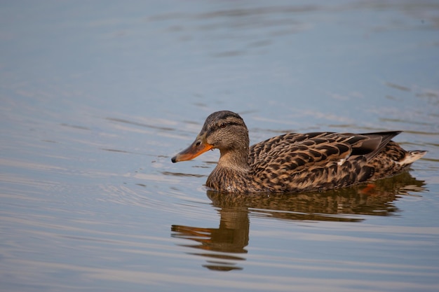 Wildente schwimmt im See