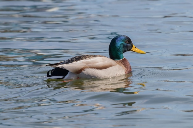 Wildente Stockente Anas platyrhynchos. Männliche Ente.