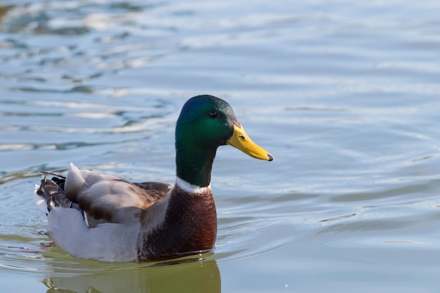 Wildente Stockente Anas platyrhynchos. Männliche Ente.