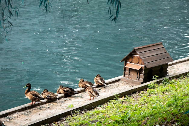 Wildenten am Wasser neben einem kleinen dekorativen Holzhaus Haus für Enten Dekorativer See