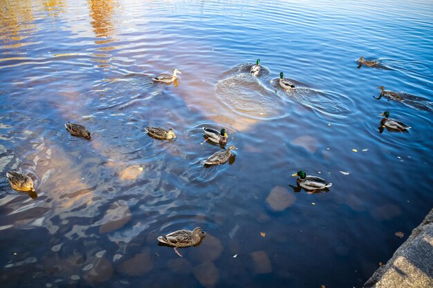 Wildenten auf blauem Wasser im Teich