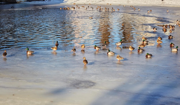 Wildenten auf dem Fluss