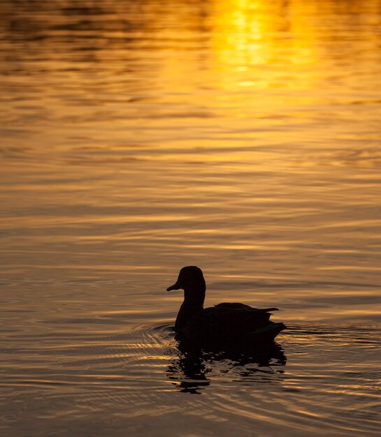 Wildenten im Frühling