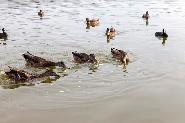 Wildenten in der natürlichen Umgebung, wilde kleine Enten auf dem Territorium der Seen, Frühlingssaison mit Wildvogelenten