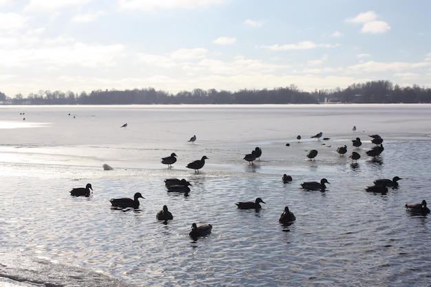 Wildenten schwimmen auf dem Fluss Daugava im Winter in Riga, Lettland, Osteuropa.