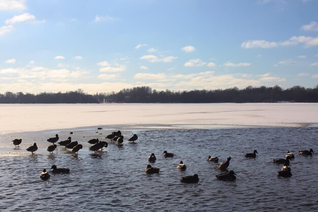 Wildenten schwimmen auf dem Fluss Daugava im Winter in Riga, Lettland, Osteuropa.