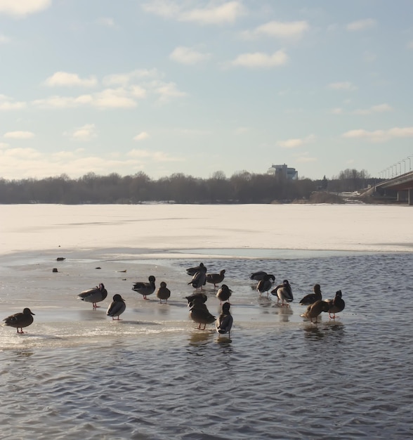 Wildenten schwimmen auf dem Fluss Daugava im Winter in Riga, Lettland, Osteuropa.