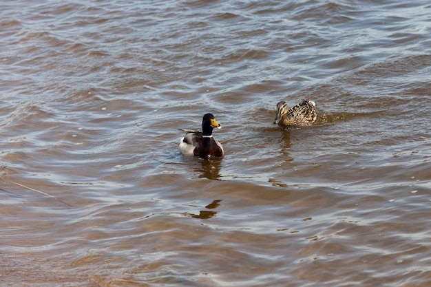 Wildenten schwimmen auf dem See