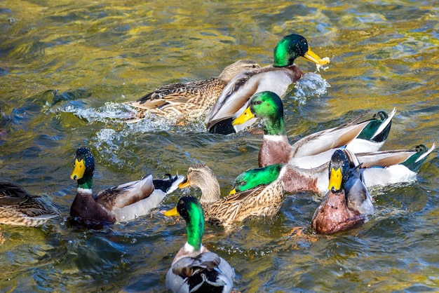 Wildenten schwimmen um den Teich im Park