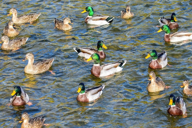 Wildenten schwimmen um den Teich im Park