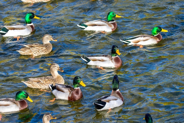 Wildenten schwimmen um den Teich im Park