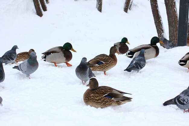 Foto wildenten unter winterlichen bedingungen in der nähe eines nicht gefrierenden stausees