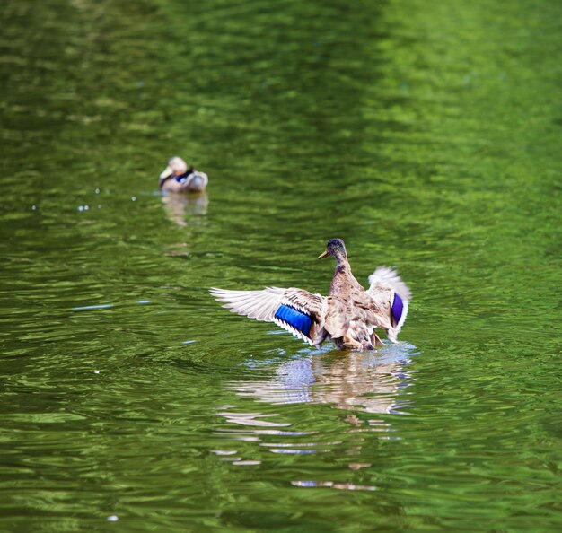 Wildenten