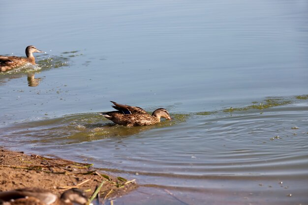 Wildenten