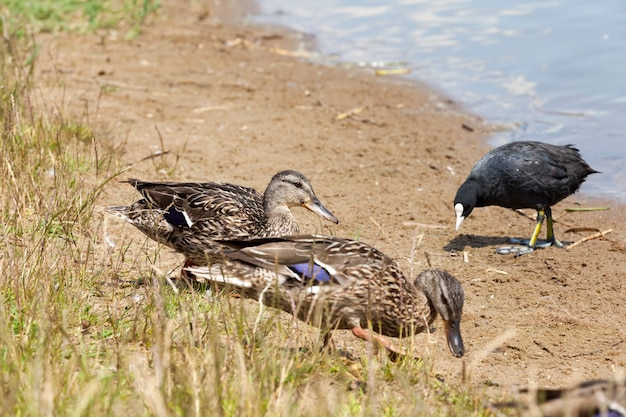 Wildenten