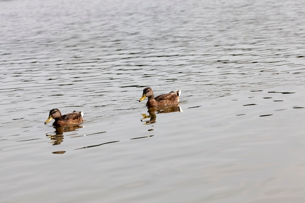 Wildenten