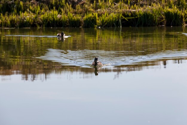 Wildenten