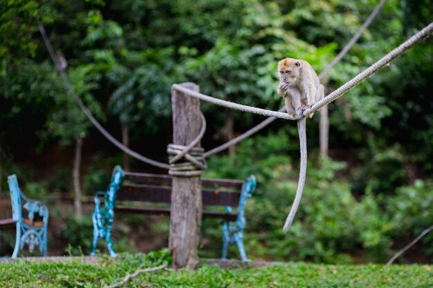 wilder Affe ernährt sich von Menschen im Park