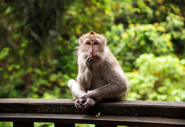 Wilder Affe im Affenwald auf Bali Indonesien