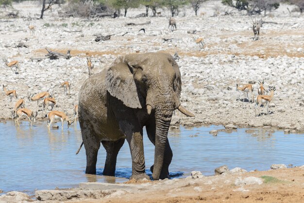 Wilder afrikanischer Elefant auf dem Wasserloch in der Savanne
