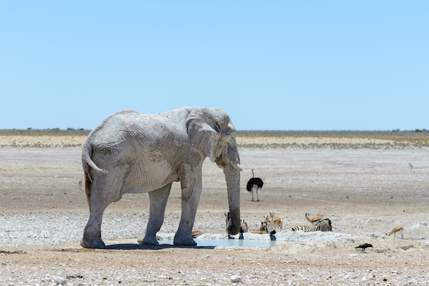 Wilder afrikanischer Elefant auf dem Wasserloch in der Savanne