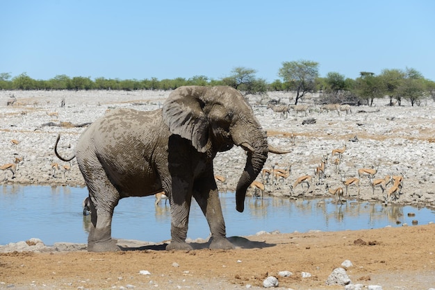 Wilder afrikanischer Elefant auf dem Wasserloch in der Savanne