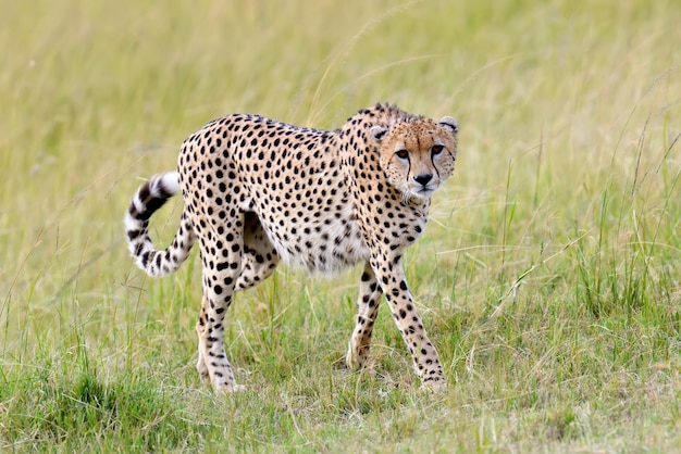 Wilder afrikanischer Gepard, schönes Säugetier. Afrika, Kenia