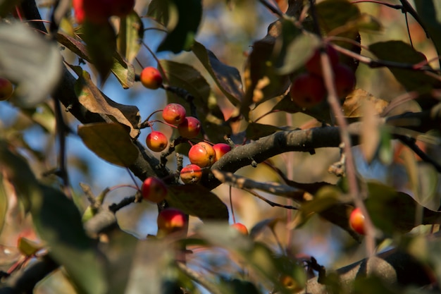 Wilder Apfel im Herbst