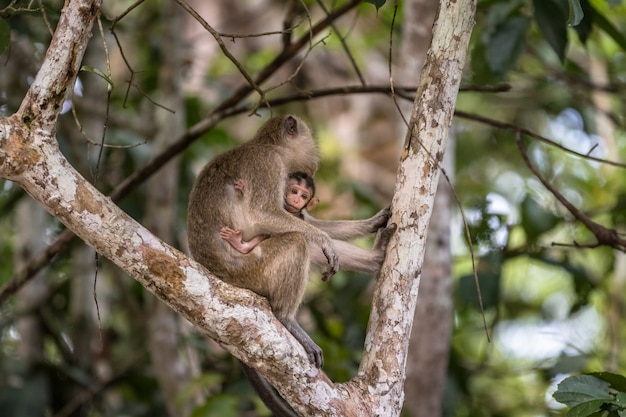 Wilder Baby-Langschwanz-Makaken, der Muttermilch von seiner Mutter saugt